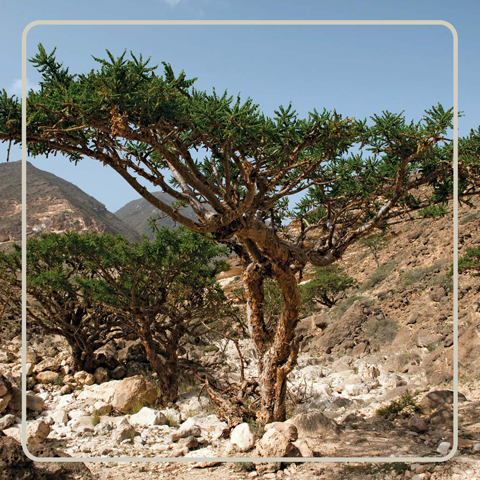 Ayurvedika Skincare Organic Ingredients Frankincense Oil