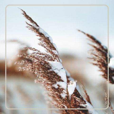 Winter Solstice: Getting Ready for Kapha Season