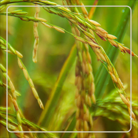 Ayurvedika Skincare Organic Ingredients Rice Bran Oil Benefits